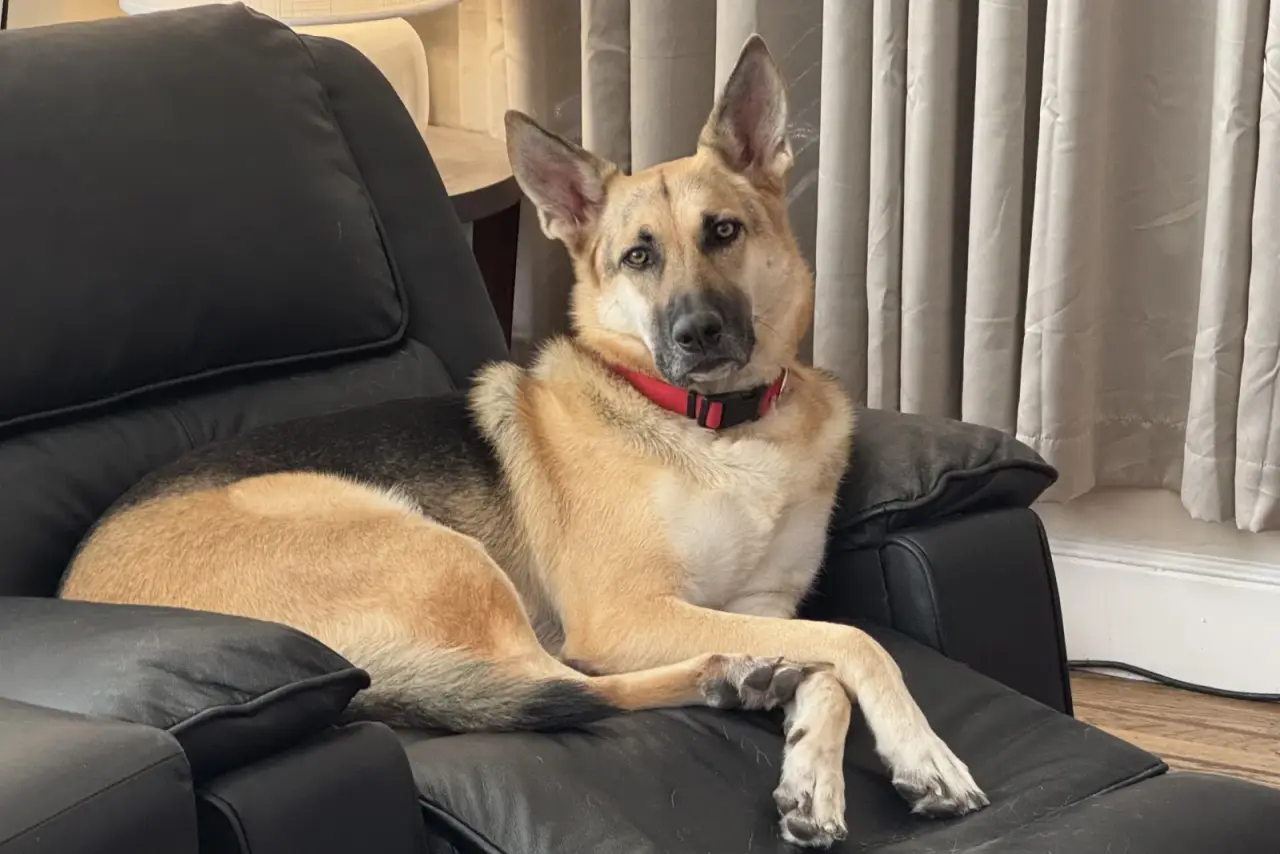 A German Shepherd lounging on a black leather recliner, ears up and wearing a red collar, looking directly at the camera.