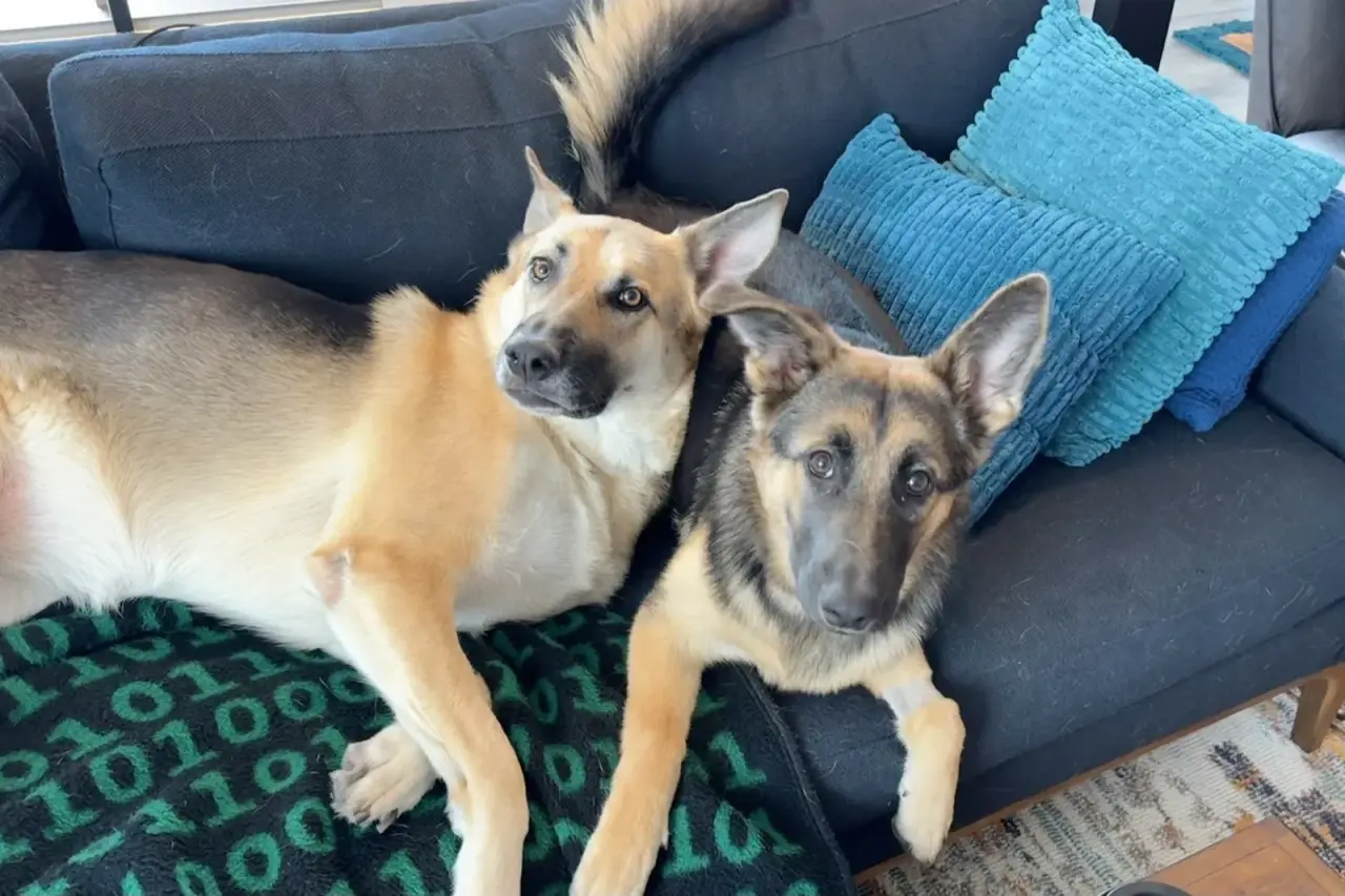 Lana and Potato lounging on a couch over a binary-pattern blanket.