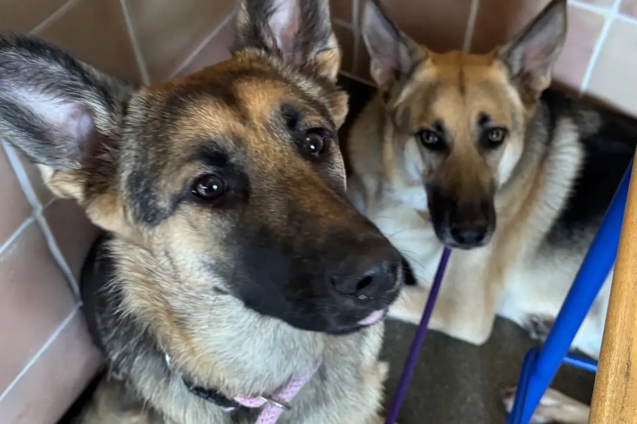Close-up of Lana and Potato side-by-side, sitting against a terracotta-tiled corner.