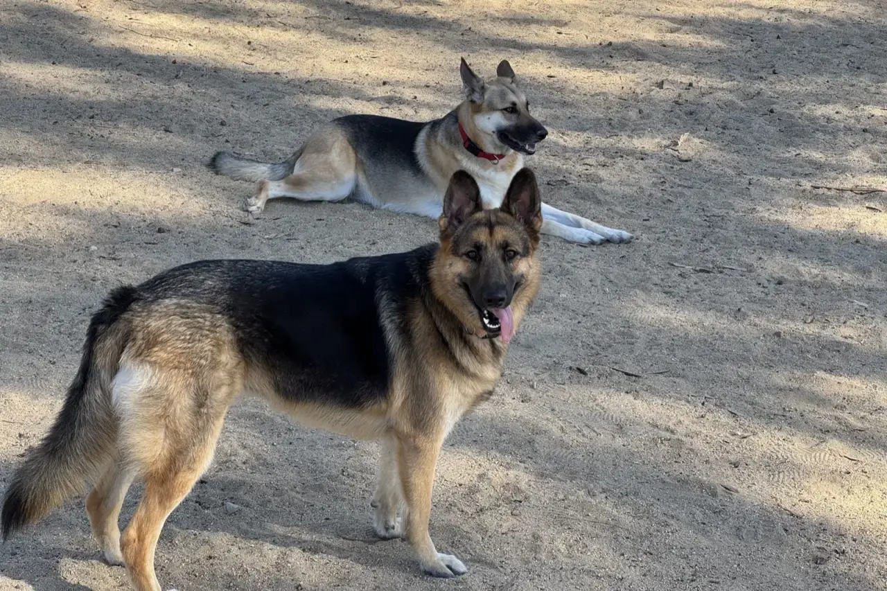 Two German Shepherds in a dusty outdoor clearing — one standing alert, one lying in the dirt behind.