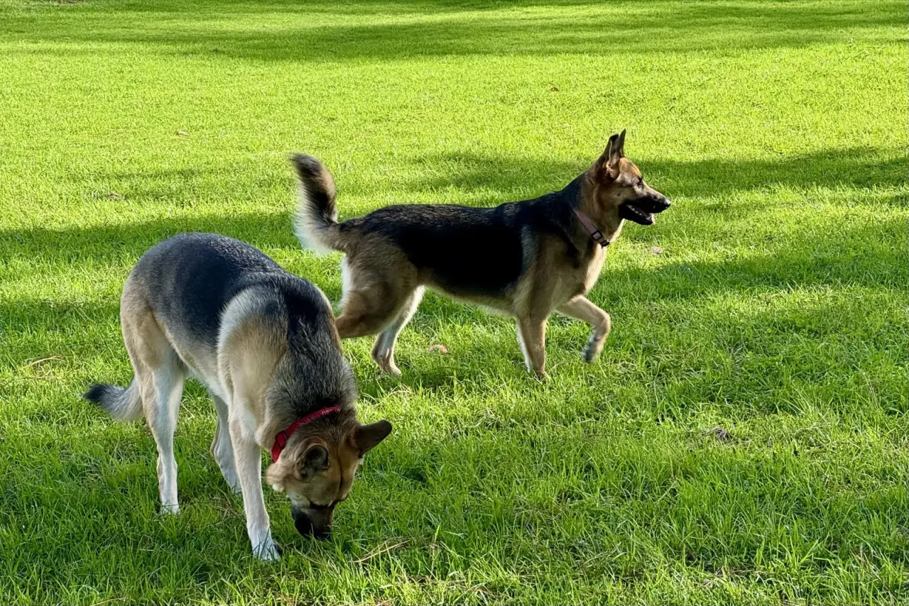 Lana sniffing the grass while Potato walks past in a sunlit park lawn.