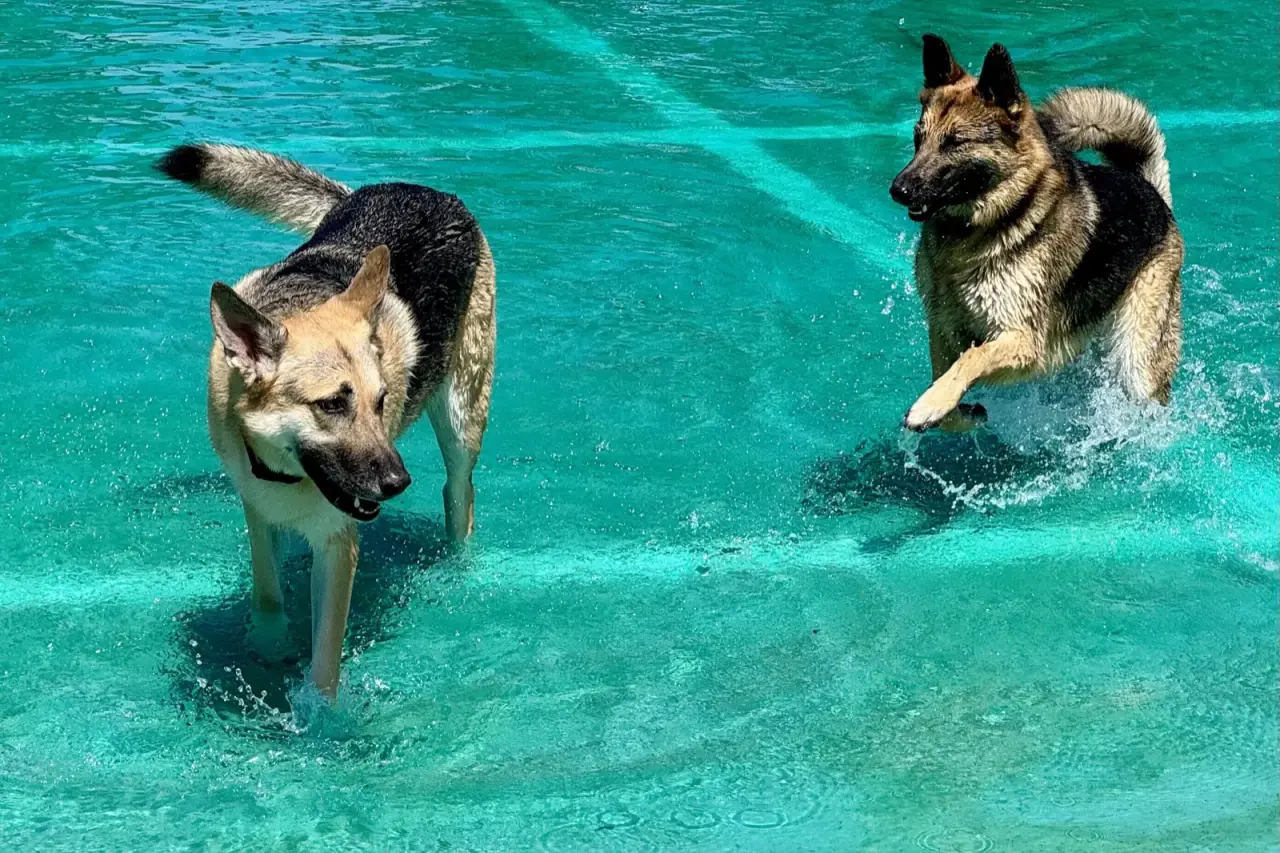 Lana and Potato charging through a turquoise pool, water splashing around them.